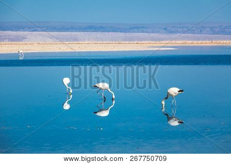 Flamingos In Chaxa Lagoon Salt Lake, Atacama Desert, Chile, South America