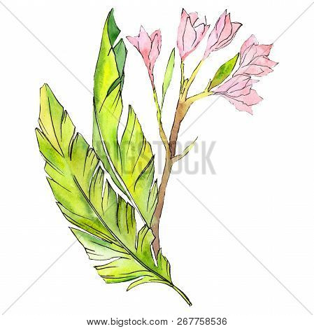 Pink Lime Tropical Flower. Lime Leaf. Leaf Plant Botanical Garden Floral Foliage. Isolated Tropical 
