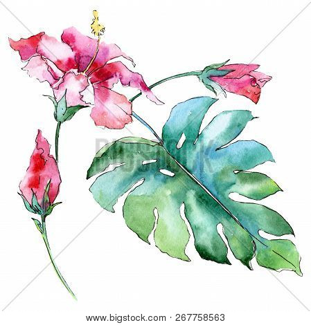 Pink Green Tropical Flower. Green Leaf. Leaf Plant Botanical Garden Floral Foliage. Isolated Tropica