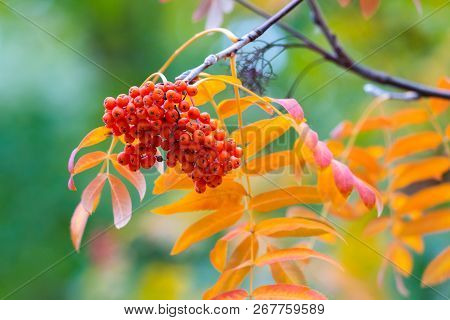 Rowan On A Branch. Red Rowan. Rowan Berries On Rowan Tree. Sorbus Aucuparia.