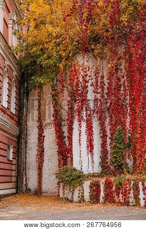 Background Of Red And Green Virginia Creeper Known As Five-leaved Ivy On The Wall.