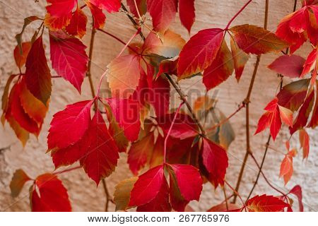 Background Of Red And Green Virginia Creeper Known As Five-leaved Ivy On The Wall.