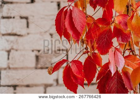 Background Of Red And Green Virginia Creeper Known As Five-leaved Ivy On The Wall.