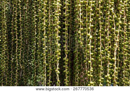 Bunch of growing dates. Fruits of Date Palm. 