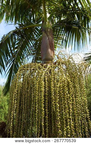 Date Palm (Phoenix dactylifera) with bunch of fruits in tropical garden on Madeira island.
