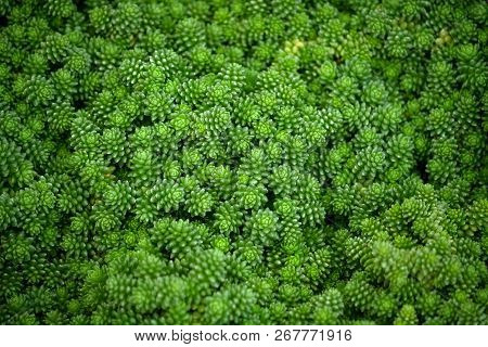 Crassulaceae Sedum Compactum Rose, Small Bright Green Plants With Fine Plump Foliage, A Lot On The F