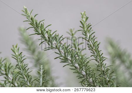 Rosemary For Tasty Recipe In The Garden