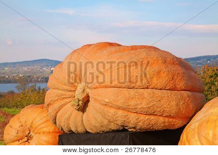 거 대 한 (이상 500 Kg) 호박, 호박 스위스 대회 우승자