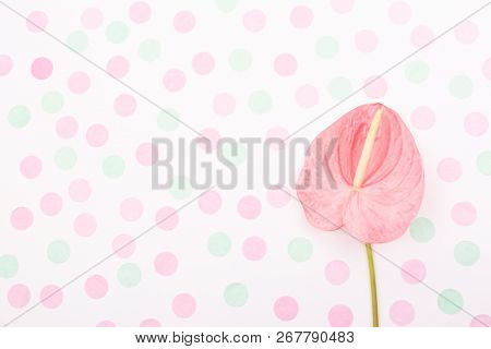 Tropical Flower Called Laceleaf On Pastel Pink Background. Decorated With Multicolor Confetti. Flat-