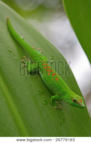 Geco verde sulla foglia (zoo di Zurigo)