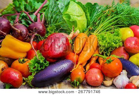 Different Bio Vegetables. Selective Focus. Food Nature.