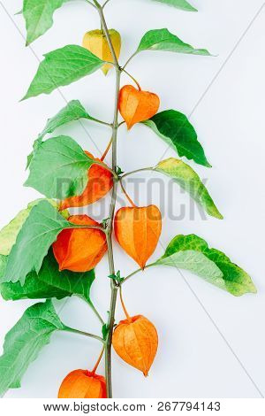 Orange Flower Of Physalis Alkekengi Isolated On White Background. Withania Somnifera. Ashwagandha. C