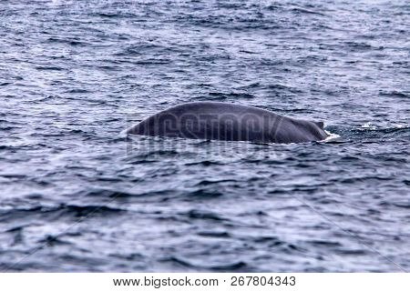 A Blue Whale Or Balaenoptera Musculus In Water