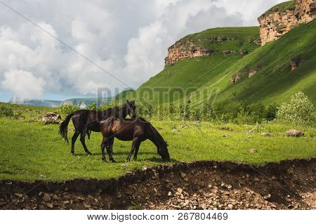 A Pair Of Horses Grazing On Green Pastures In A Mountain Valley Of A Mountain Gorge On Hills Of Mead