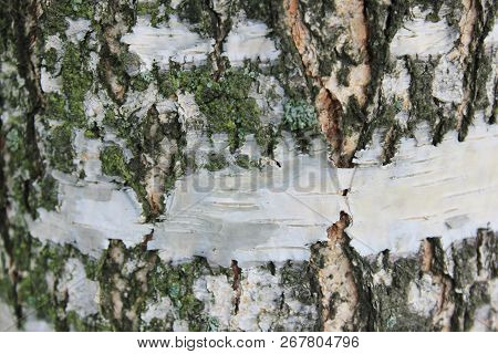 Birch Tree Trunk Texture Close Up View. Natural Background Of Birch Tree Trunk With White And Black 