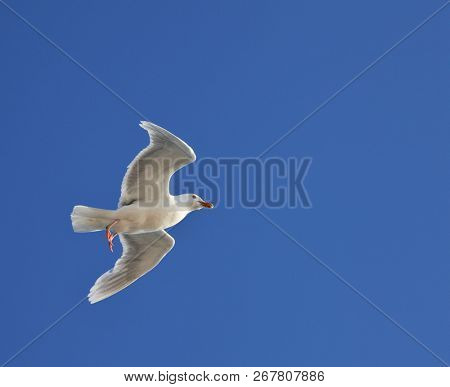 Glaucous Gull (Larus hyperboreus) on the wing - Arctic