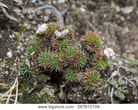 Close Up Of Armeria Caespitosa, A Flowering Plant In The Family Plumbaginaceae. It Is An Endemic Spe