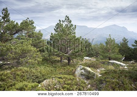 Scots Pine Forest And Padded Brushwood (cytisus Oromediterraneus And Juniperus Communis) In Siete Pi