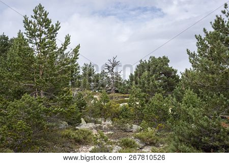 Scots Pine Forest And Padded Brushwood (cytisus Oromediterraneus And Juniperus Communis) In Siete Pi