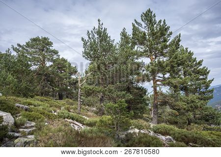 Scots Pine Forest And Padded Brushwood (cytisus Oromediterraneus And Juniperus Communis) In Siete Pi