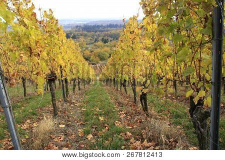 View Into A Vineyard In The Landscape Stromberg In Germany