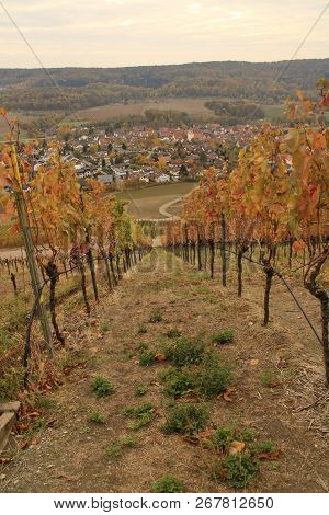 View Into A Vineyard In The Landscape Stromberg In Germany