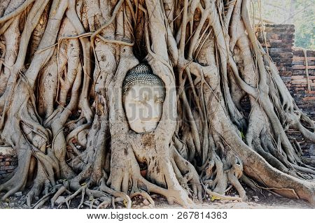 A Stone Head Of Buddha In Wat Prha Mahathat Temple