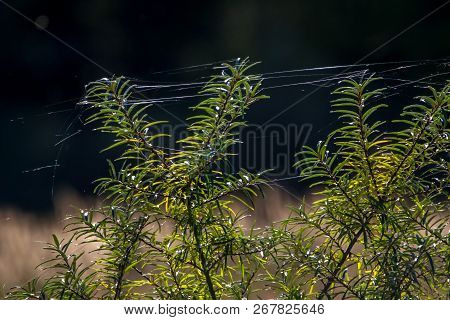 Buckthorn Plant. Buckthorn With Spider Web On The Grass. Buckthorn And Spider Web In Field. Buckthor