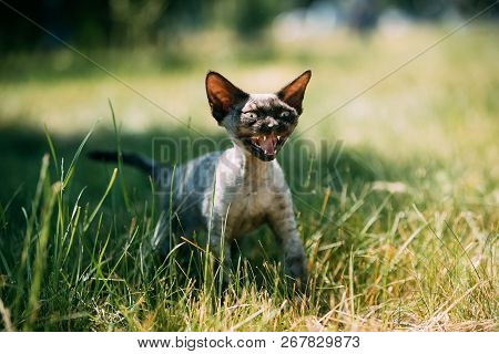 Funny Young Gray Devon Rex Kitten Meowing In Green Grass. Short-haired Cat Of English Breed.