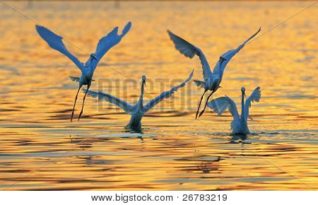 Aigrettes jouent dans l'eau