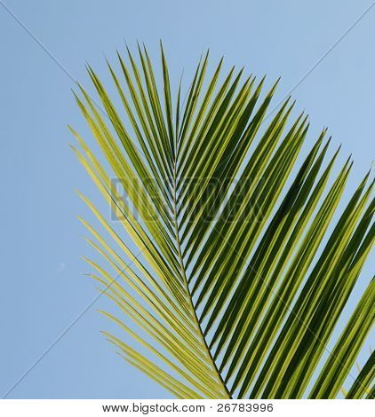 Palme Blätter am Himmel isoliert