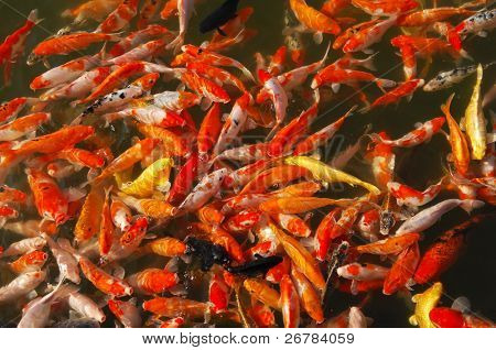 rot und gold Fische über Wasser Golden;