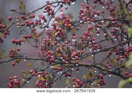 Red Hawthorn Berries On A Frosty Morning In November