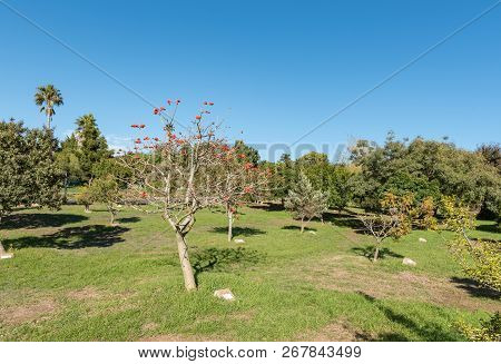 The Arboretum At Majik Forest, A Public Park In Durbanville, In The Western Cape Province. Each Tree