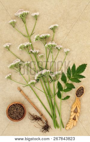 Valerian herb root & flowers on hemp paper background. Used in alternative & traditional herbal medicine to improve mood, reduce stress & insomnia.  Valeriana officinalis.