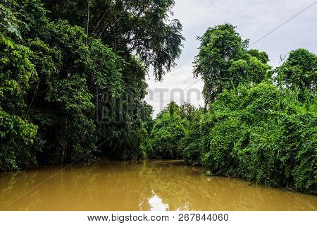 Lush Rainforest Along Yellow Water Sabah, Borneo. Malaysia.