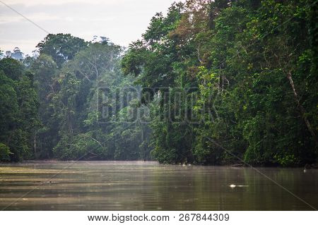 Rainforest Along The Kinabatangan River, Sabah, Borneo. Malaysia.