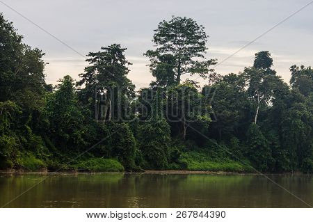 Rainforest Along The Kinabatangan River, Sabah, Borneo. Malaysia.