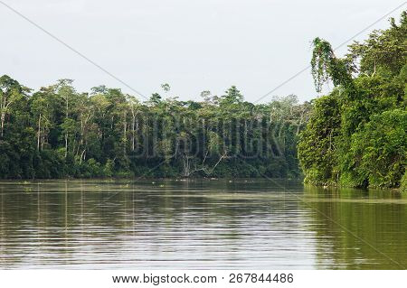Rainforest Along The Kinabatangan River, Sabah, Borneo. Malaysia.