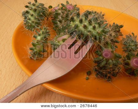 Salata kaktüs dan