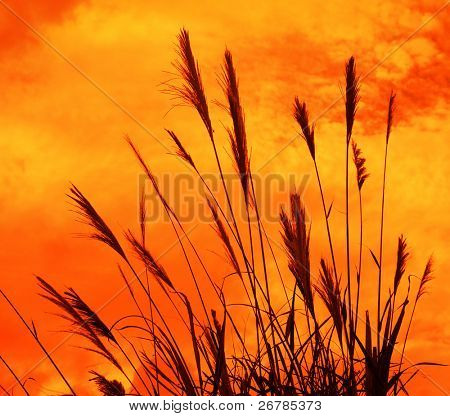 석양의 하늘 배경 위에 햇빛에 대하여 bulrushes.