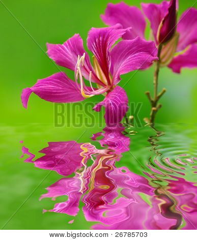 Hong Kong Orchidee Blume mit einem grünen Hintergrund