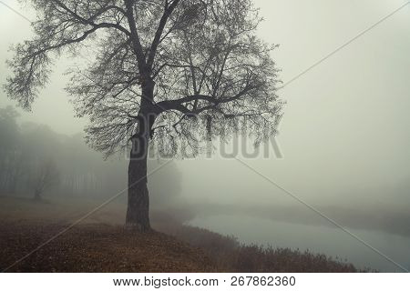 Autumn Forest Mist Trees Silhouette Landscape. Mysterious Forest Mist Trees In Autumn Fog. Halloween