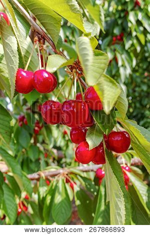Cherry Tree Orchard With Fresh Ripe Cherries Fruits Near Cipy Turi, Capital Of Cherry In Apulia, Ita