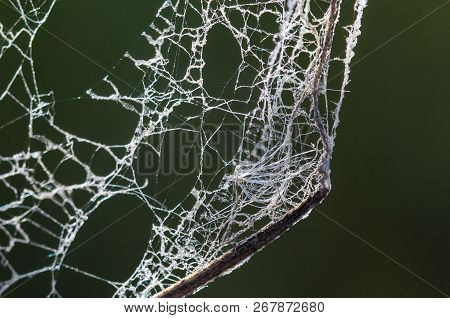 Close Look At A Torn And Raggedy Spider Web