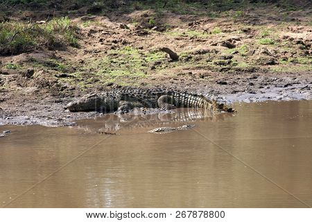 A Big And A Little Crocodile Share River Space