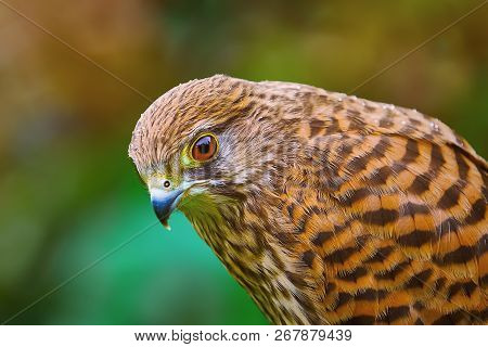 Image Of Portrait Of Common Kestrel (falco Tinnunculus)