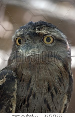 This Is A Close Up Of A Tawny Frogmouth