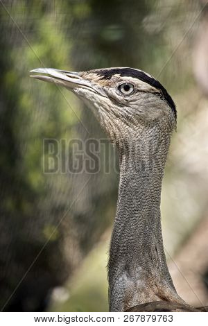 This Is A Side View Of An Australian Bustard