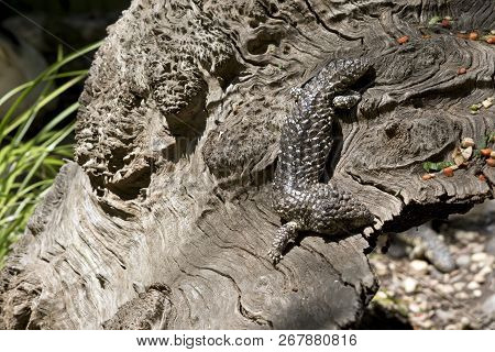 The Shingle Back Lizard Is Hiding In Plain Sight It Uses Its Natural Camouflage To Protect Itself Fr